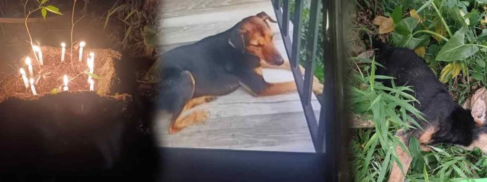 Woman Remanded for Killing Stray Dog